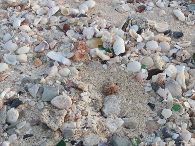 Trouvez les Bernard-Lhermites