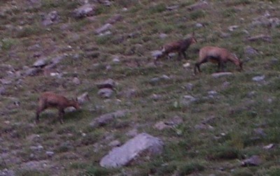 des chamois