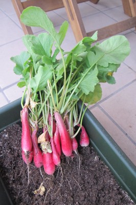Ils sont beaux nos radis !!!