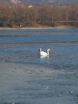Cygne brise-glace