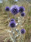 Chardon bleu